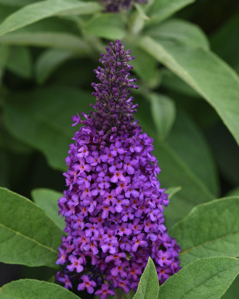 Butterfly Bush &#39;Chrysalis Purple&#39; -  GS 2 gal