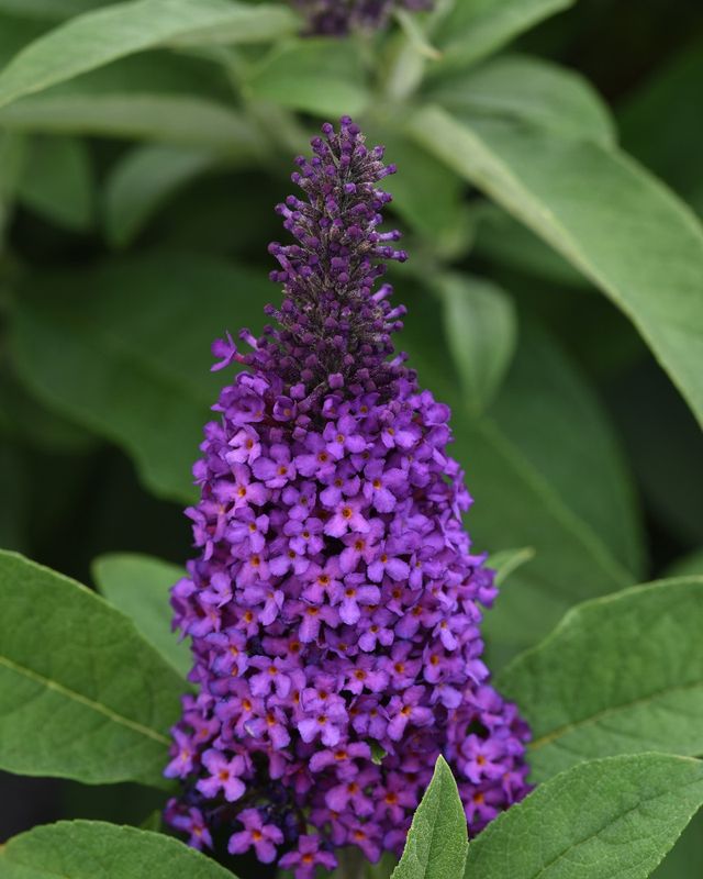 Chrysalis &#39;Purple&#39; Butterfly Bush 2 gal GS