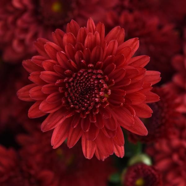 Fall Mum 6&quot; Eternal Red
