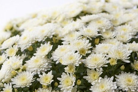 Fall Mum 10&quot; Bridal White