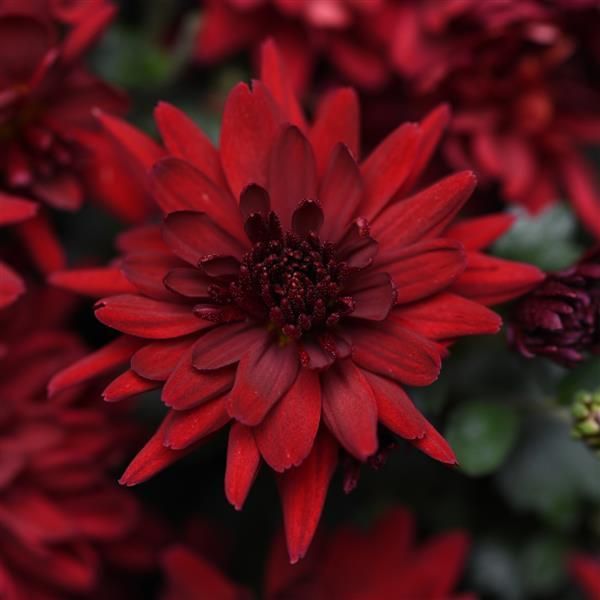 Fall Mum 6&quot; Mumma Mia Red
