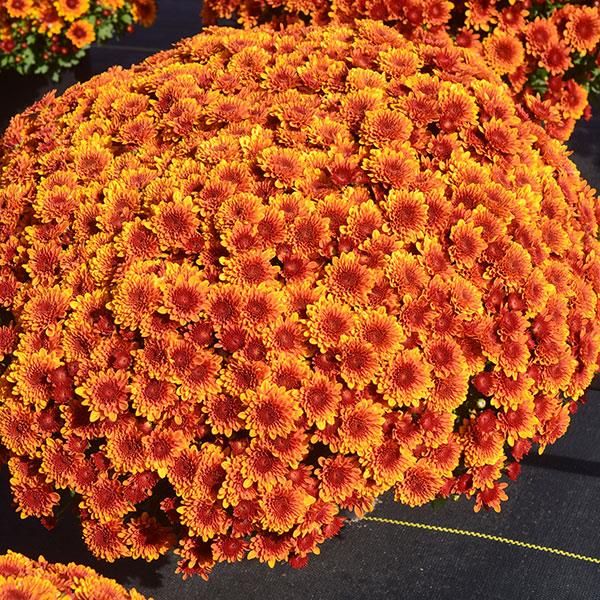 Fall Mum 6&quot; Copper Coin Bronze