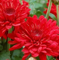 Fall Mum 18&quot; Radiant Red