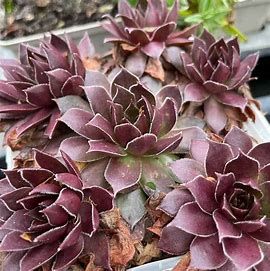 Hens and Chicks - Sempervivum Chocolate Kiss- 1 qt