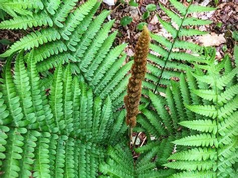 Fern &#39;Cinnamon&#39; 1 gal