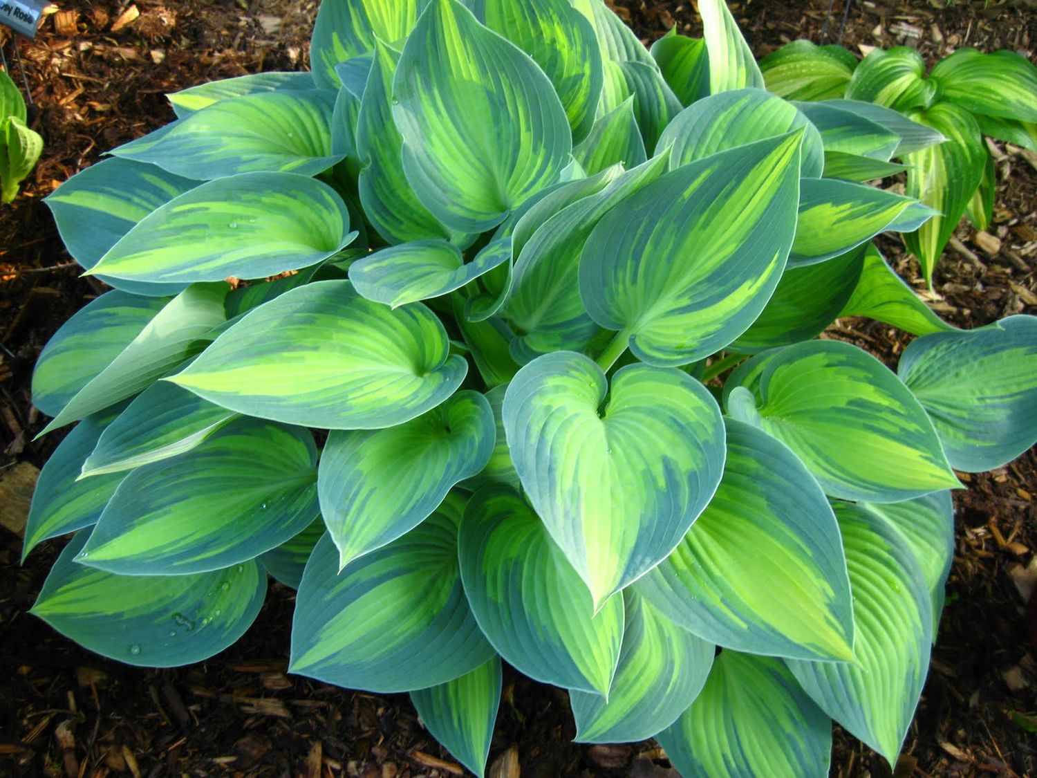 Hosta &#39;Touch of Class&#39; 1 Gal