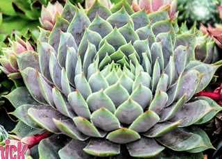 Hens and Chicks - Sempervivum Berry Blues 1 qt