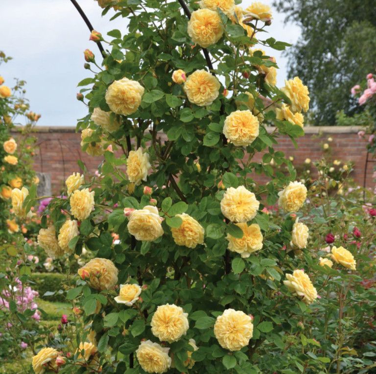 Rose &#39;Yukon Sun&#39; 2 gal (bright yellow)