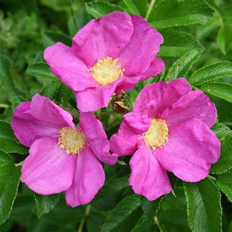 Rosa Rugosa - pink 2 Gal