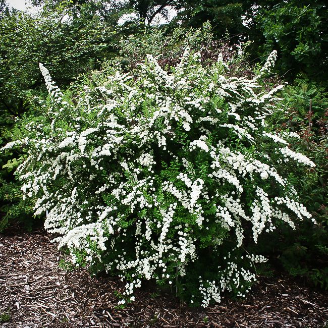 Spirea Snowmound 2 Gal