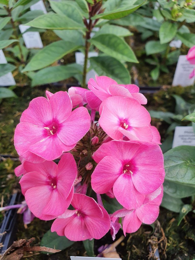 Garden Phlox &#39;Super Ka-Pow Pink&#39; - 1 gal