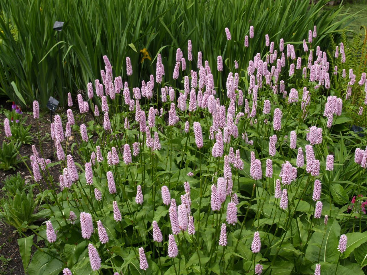Persicaria bistorta &#39;Superba&#39; Bistort 1 gal