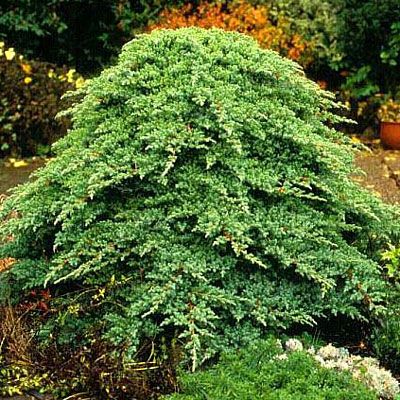 Juniper &#39;Nana Dwarf Japanese Garden&#39; 3 gal