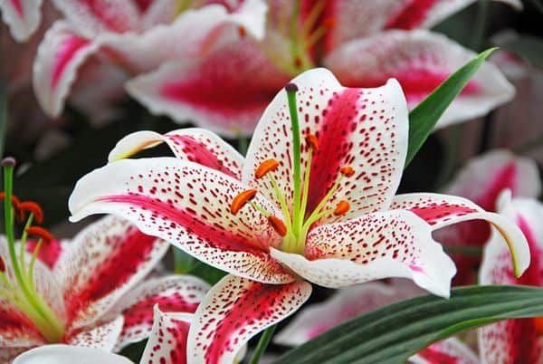 Lily &#39;Oriental Dizzy&#39; - 1 gal