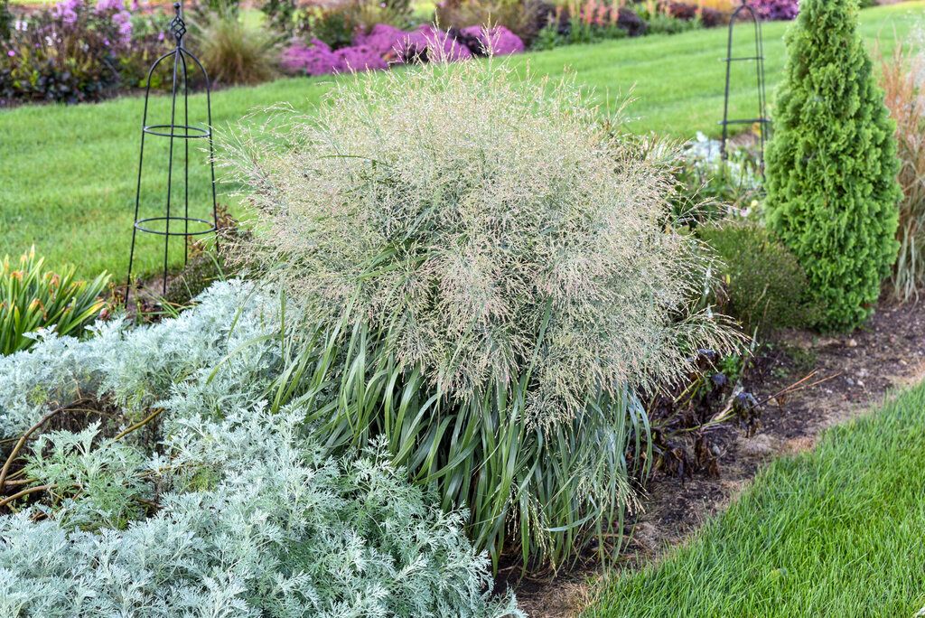 Switch Grass &#39;Panicum Niagara Falls&#39; 2 gal PW