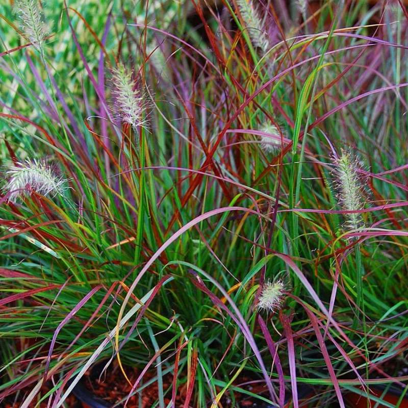 Fountain Grass &#39;Pennisetum Burgundy Bunny&#39; 1 gal