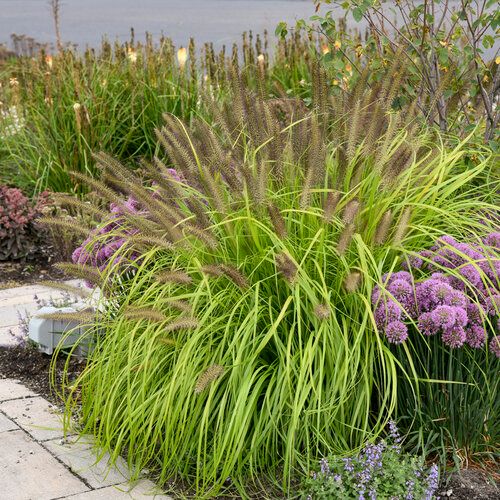 Fountain Grass &#39;Pennisetum Lemon Squeeze&#39; - 2 gal