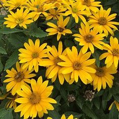 Heliopsis &#39;Tuscan Gold&#39; 2 gal PW