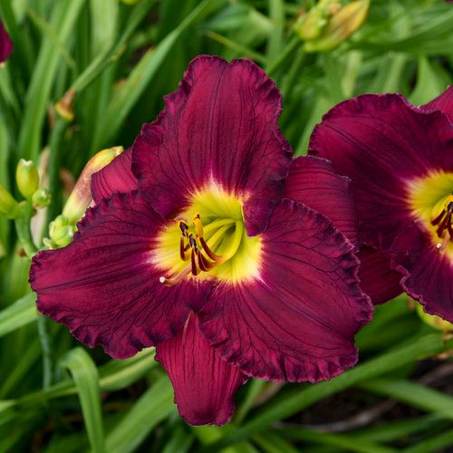 Daylily - Hemerocallis Nosferatu &#39;Rainbow Rythm&quot; - 8&quot;