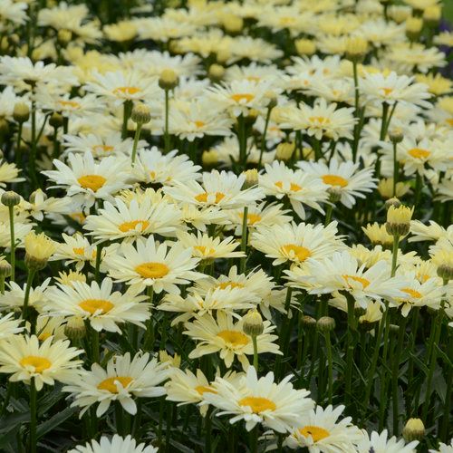 Shasta Daisy &#39;Leucanthemum Banana Cream&#39; PW - 2 gal