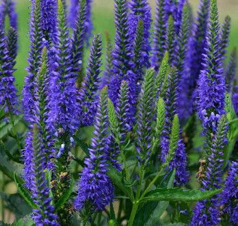 Speedwell &#39;Veronica Royal Rembrandt&#39; - 2 gal