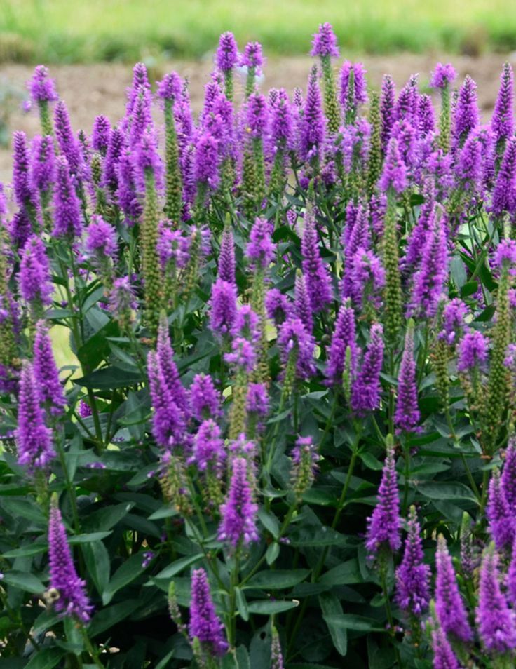 Speedwell &#39;Veronica Very Van Gogh&#39;  2 gal
