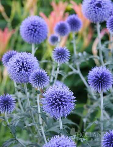 Globe Thistle &#39;Veitch Blue&#39; 1 gal