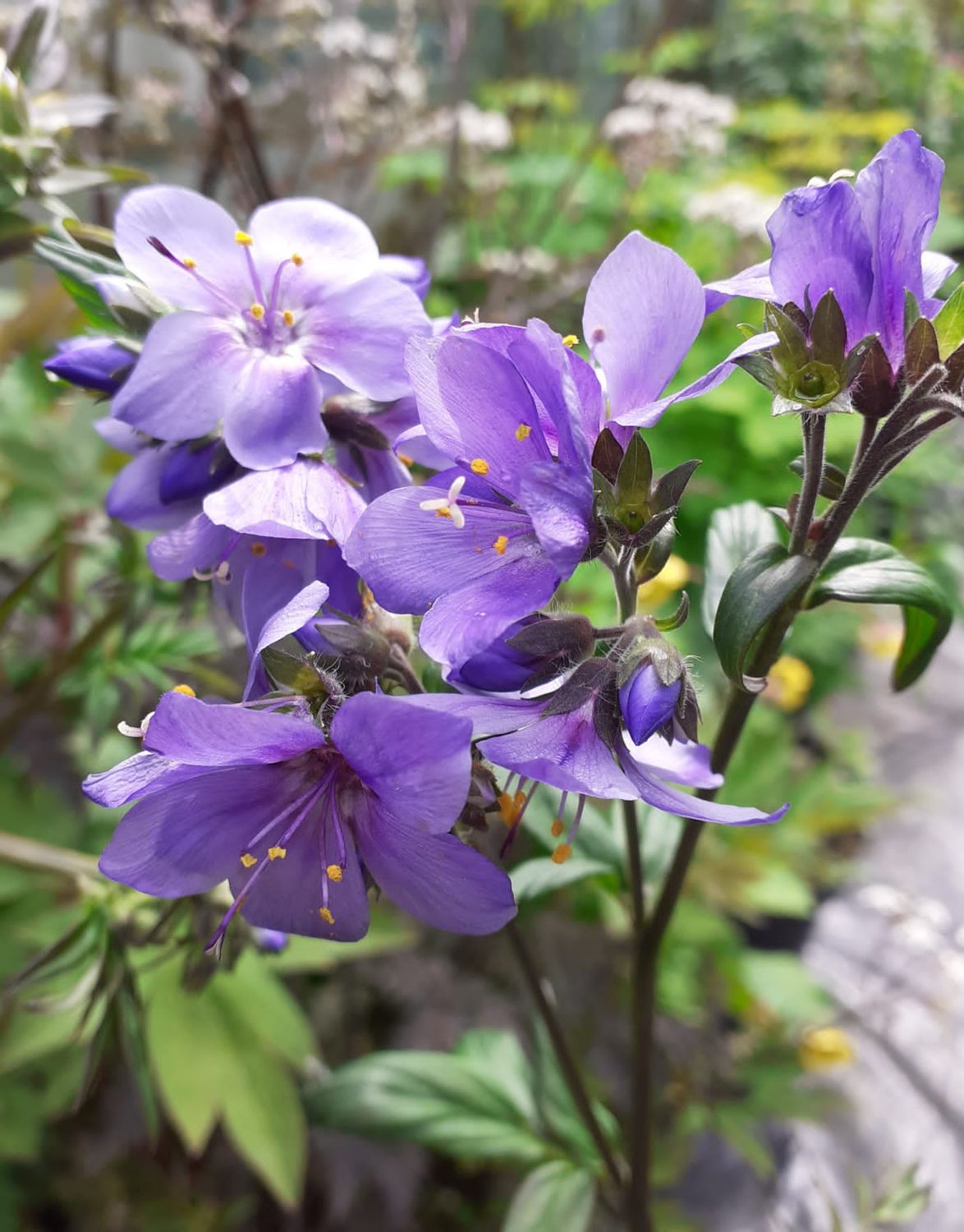 Jacob&#39;s Ladder &#39;Polemonium Purple Rain&#39; - 1 gal