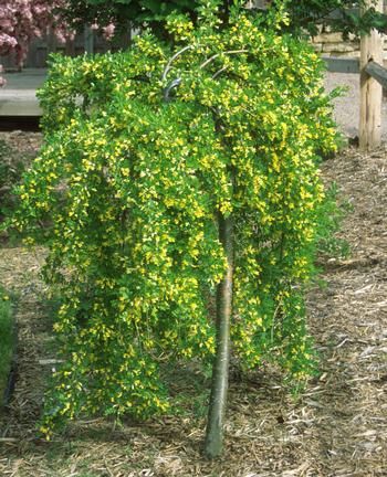 Peashrub Standard &#39;Walker&#39;s Weeping&#39;4&#39; 7 gal Potted