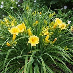 Daylily - Hemerocallis &#39;Stella De Oro&#39; 4&quot;