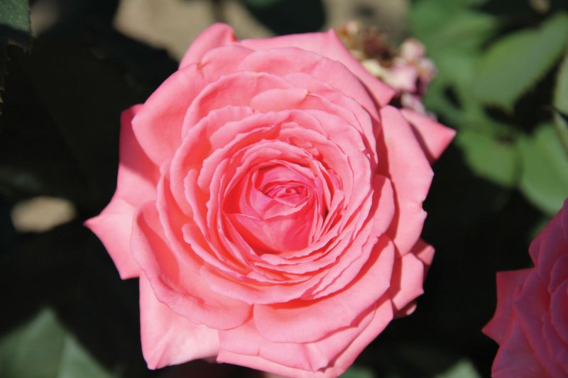 Rose 'Canada Blooms' 2 gal (Pink)