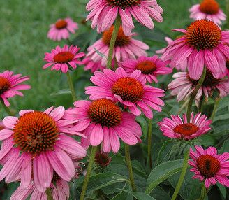 Cone Flower &#39;Echinacea Ruby Star&#39;  1 gal
