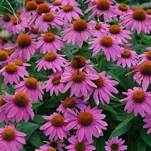Cone Flower &#39;Echinacea PowWow Wildberry&#39; 4&quot;