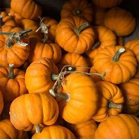 Pumpkin &#39;Jack Be Little&#39; - 2 cell pack