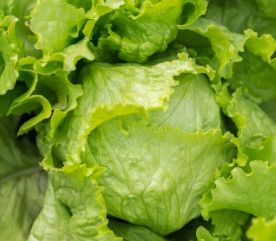 Lettuce 'Great Lakes' 4 cell pack