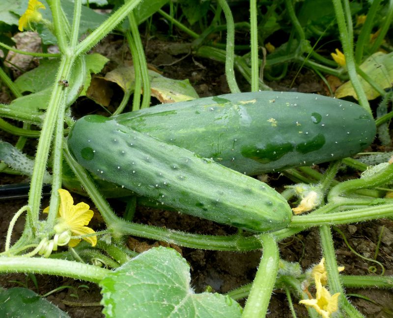 Cucumber - 2 cell pack, Variety: Marketmore