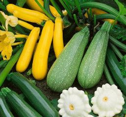 Squash 'Summer Surprise Mix' 2 cell