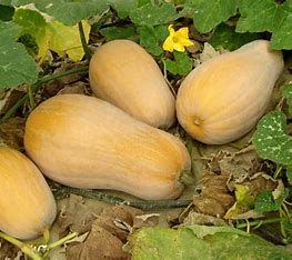Winter Squash 'Butterscotch'  2 cell