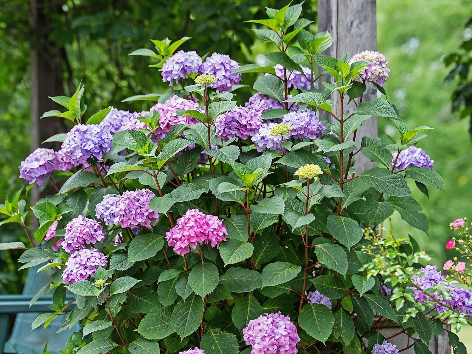 Hydrangea &#39;Endless Summer BloomStruck&#39; 5 gal ES