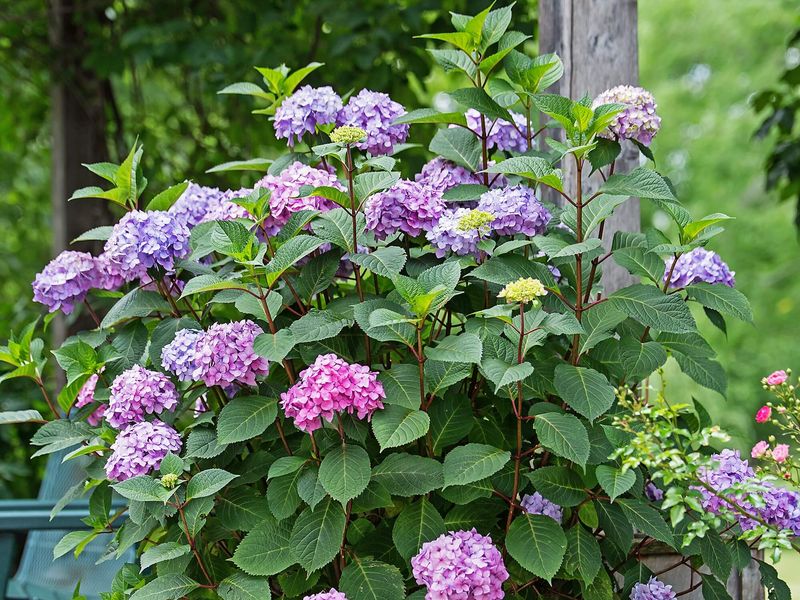 Hydrangea 'Endless Summer BloomStruck' 5 gal ES