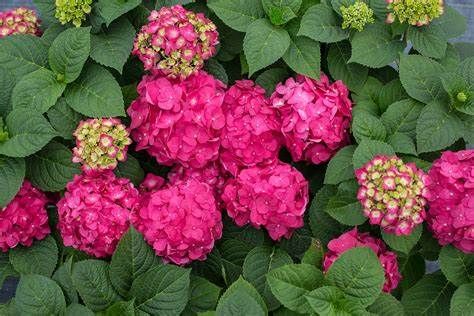 Hydrangea &#39;Summer Crush&#39; 5 gal