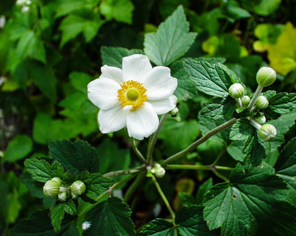 Anemone &#39;Honorine Jobert&#39; 1 gal