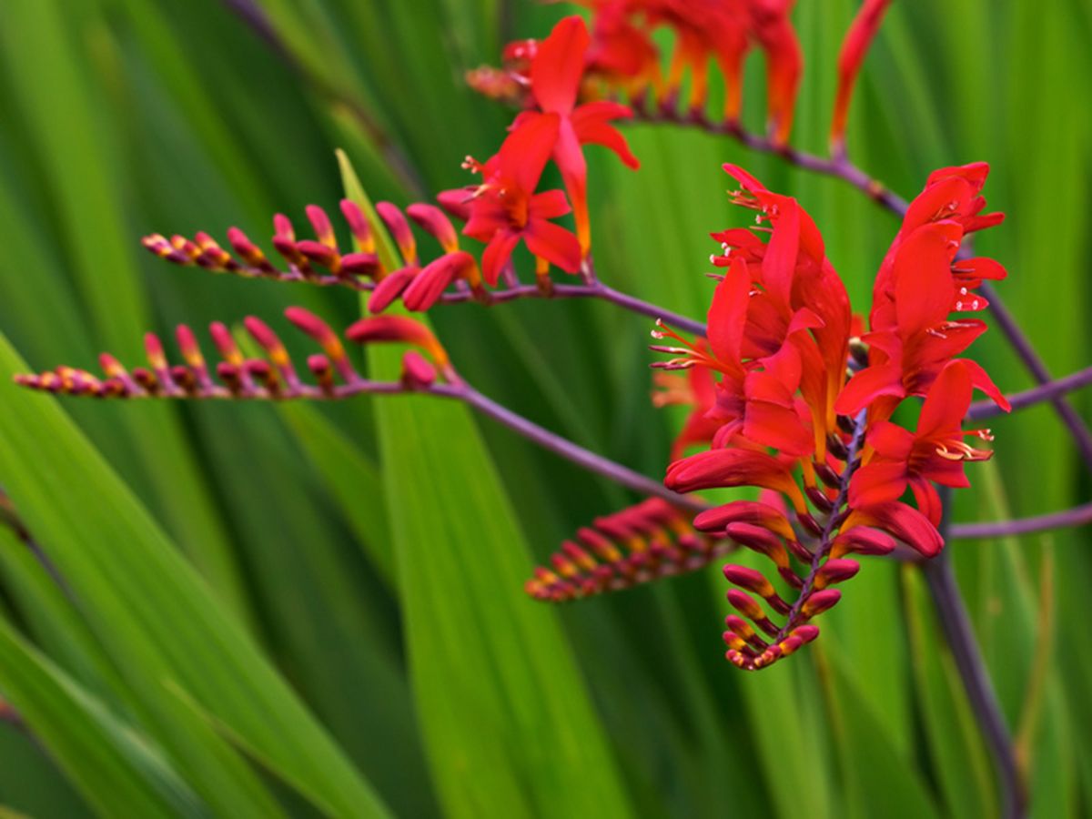 Crocosmia Lucifer - 1 gal