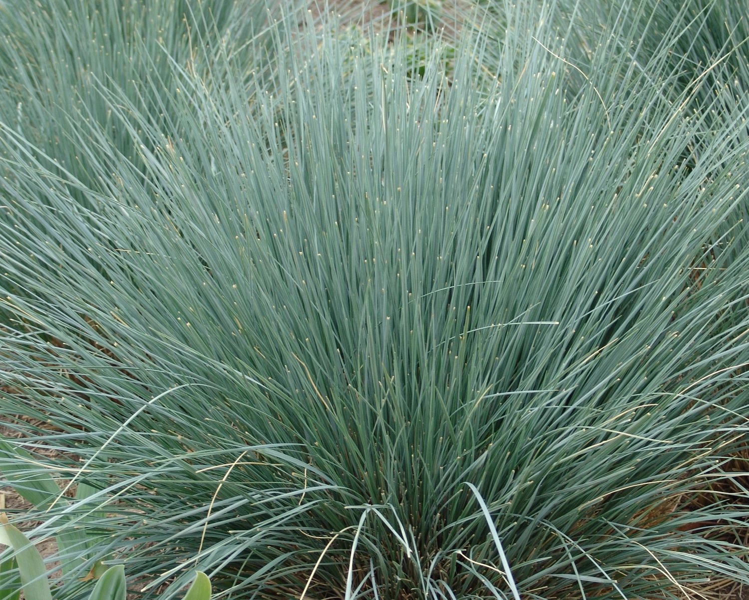 Blue Oat Grass 1 gal