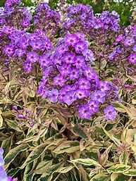 Garden Phlox &#39;Olympus&#39; 1 gal