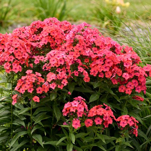 Garden Phlox &#39;Sunset Coral&#39; PW 1 gal