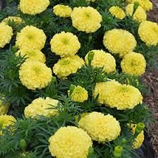 Marigold 2 cell, Variety: Inca Primrose