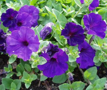 Petunia Easy Wave Blue 4&quot;