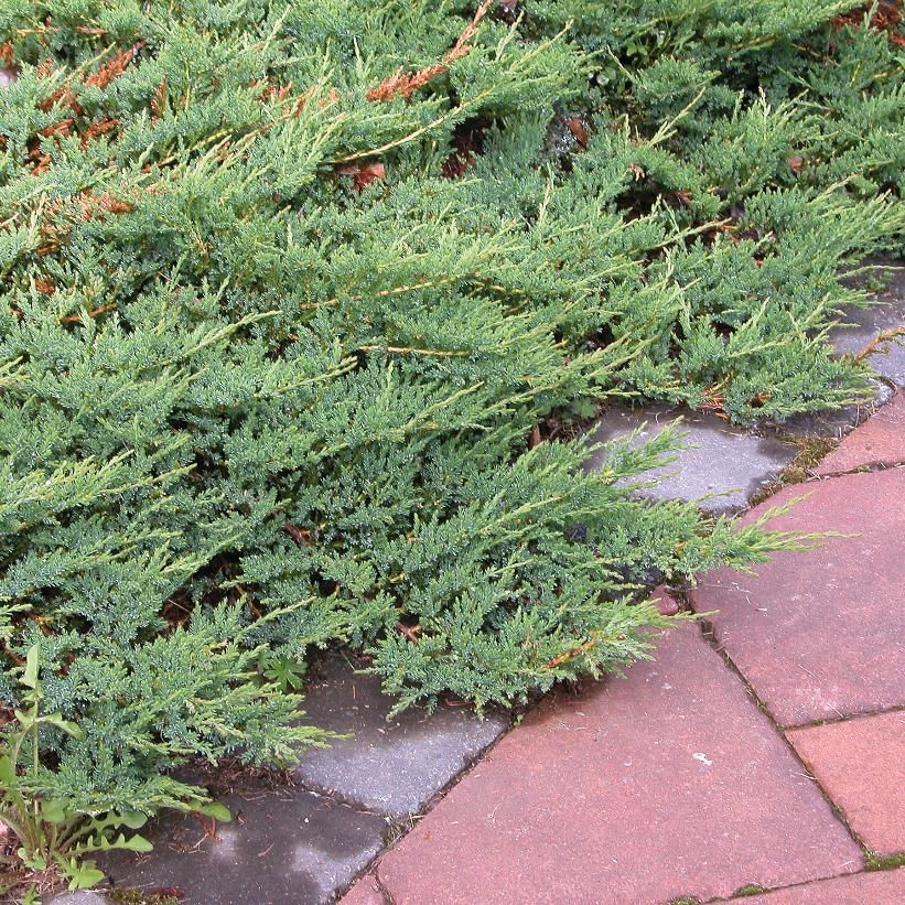 Juniper &#39;Blue Rug&#39; 3 gal