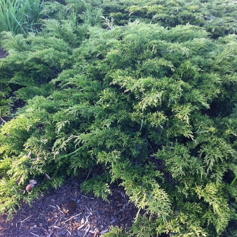 Juniper &#39;Calgary Carpet&#39; - 3 gal
